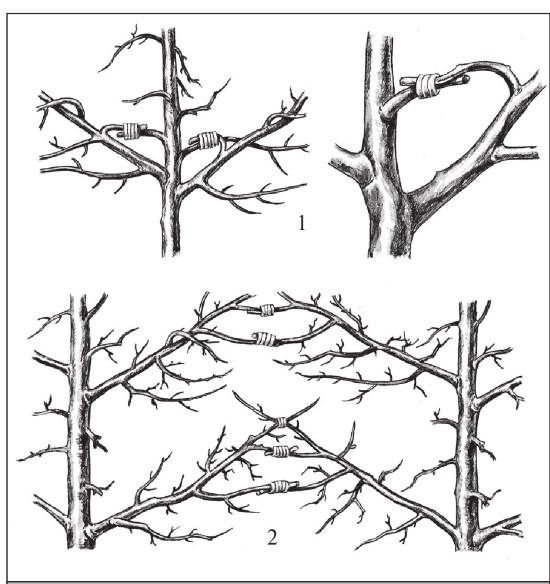 Иллюстрация к книге — Формирование и обрезка садовых деревьев [i_156.jpg]