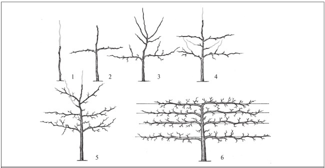 Иллюстрация к книге — Формирование и обрезка садовых деревьев [i_158.jpg]