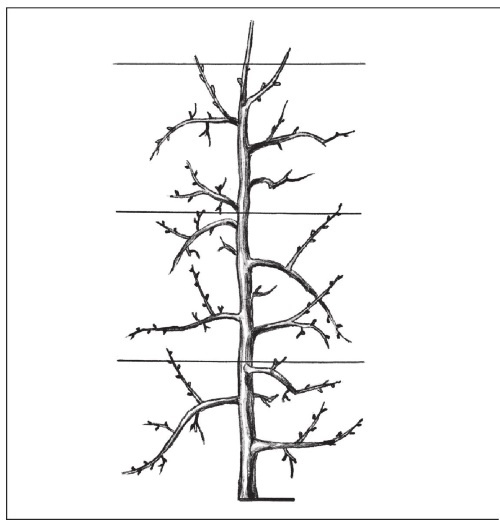 Иллюстрация к книге — Формирование и обрезка садовых деревьев [i_159.jpg]