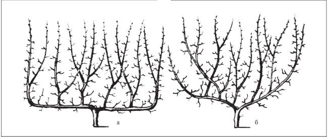 Иллюстрация к книге — Формирование и обрезка садовых деревьев [i_161.jpg]