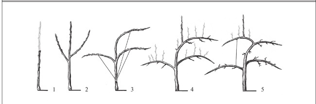Иллюстрация к книге — Формирование и обрезка садовых деревьев [i_163.jpg]