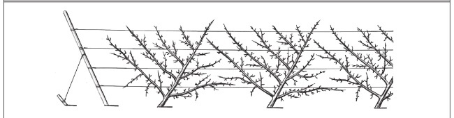 Иллюстрация к книге — Формирование и обрезка садовых деревьев [i_164.jpg]