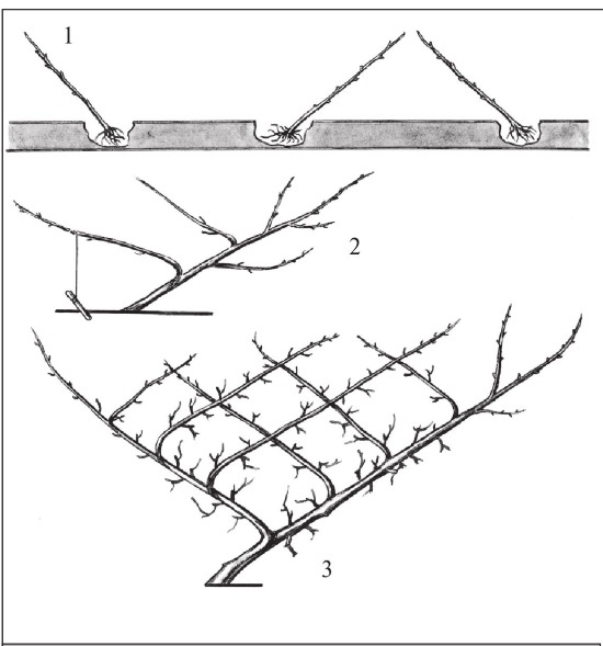 Иллюстрация к книге — Формирование и обрезка садовых деревьев [i_165.jpg]