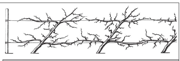 Иллюстрация к книге — Формирование и обрезка садовых деревьев [i_166.jpg]
