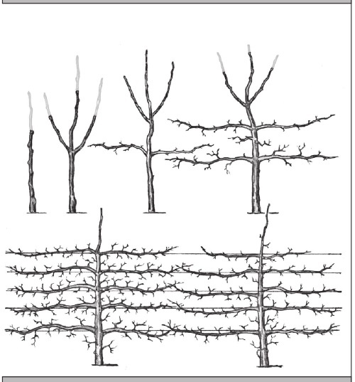 Иллюстрация к книге — Формирование и обрезка садовых деревьев [i_167.jpg]