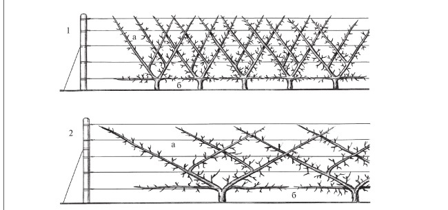 Иллюстрация к книге — Формирование и обрезка садовых деревьев [i_168.jpg]