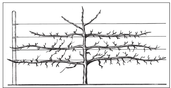 Иллюстрация к книге — Формирование и обрезка садовых деревьев [i_169.jpg]