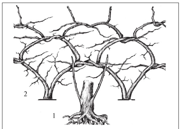 Иллюстрация к книге — Формирование и обрезка садовых деревьев [i_171.jpg]