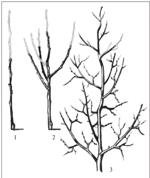 Иллюстрация к книге — Формирование и обрезка садовых деревьев [i_174.jpg]