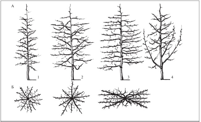 Иллюстрация к книге — Формирование и обрезка садовых деревьев [i_176.jpg]