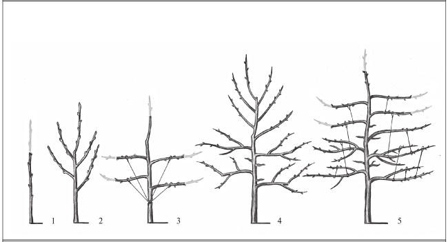 Иллюстрация к книге — Формирование и обрезка садовых деревьев [i_177.jpg]