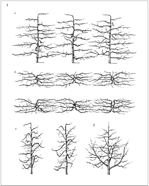 Иллюстрация к книге — Формирование и обрезка садовых деревьев [i_181.jpg]