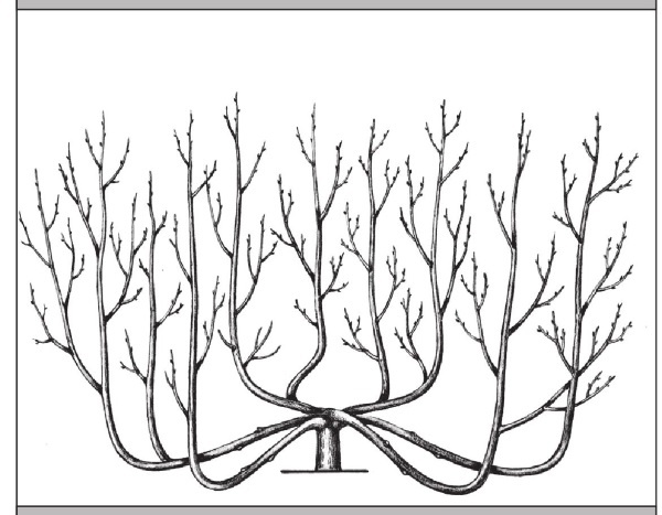 Иллюстрация к книге — Формирование и обрезка садовых деревьев [i_183.jpg]