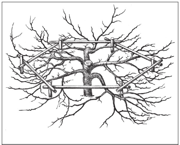 Иллюстрация к книге — Формирование и обрезка садовых деревьев [i_184.jpg]