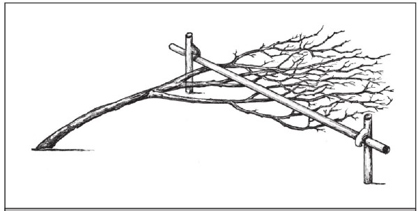 Иллюстрация к книге — Формирование и обрезка садовых деревьев [i_187.jpg]