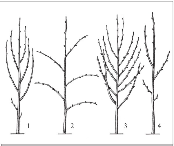 Иллюстрация к книге — Формирование и обрезка садовых деревьев [i_189.jpg]