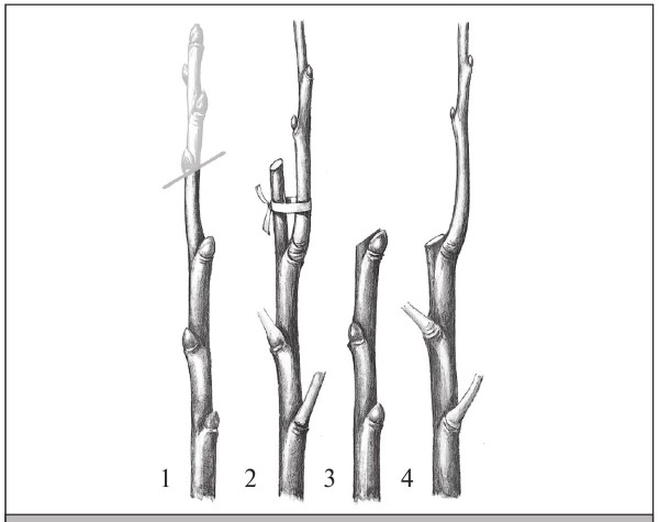 Иллюстрация к книге — Формирование и обрезка садовых деревьев [i_193.jpg]