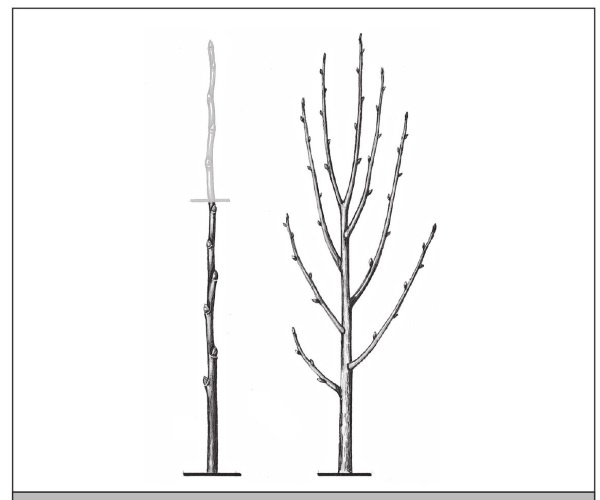 Иллюстрация к книге — Формирование и обрезка садовых деревьев [i_194.jpg]