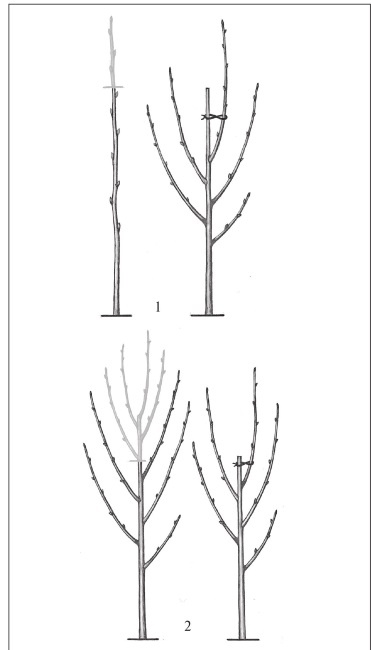 Иллюстрация к книге — Формирование и обрезка садовых деревьев [i_195.jpg]