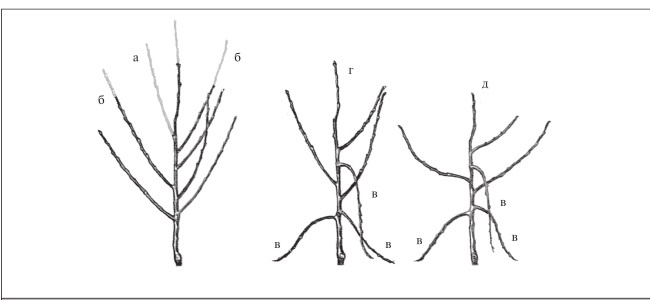 Иллюстрация к книге — Формирование и обрезка садовых деревьев [i_196.jpg]