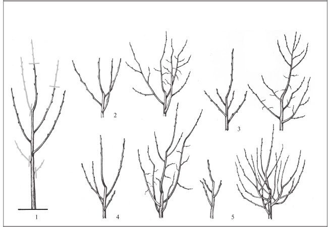 Иллюстрация к книге — Формирование и обрезка садовых деревьев [i_197.jpg]