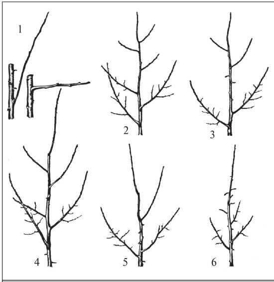 Иллюстрация к книге — Формирование и обрезка садовых деревьев [i_204.jpg]