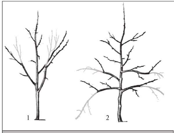 Иллюстрация к книге — Формирование и обрезка садовых деревьев [i_206.jpg]