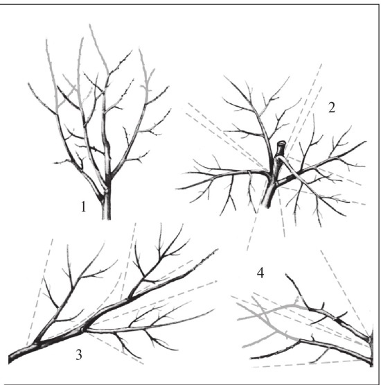 Иллюстрация к книге — Формирование и обрезка садовых деревьев [i_208.jpg]