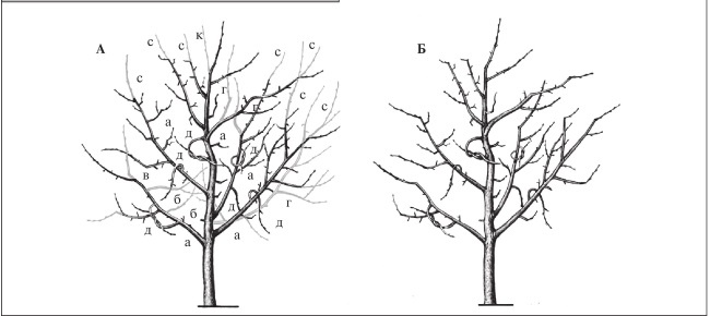 Иллюстрация к книге — Формирование и обрезка садовых деревьев [i_209.jpg]