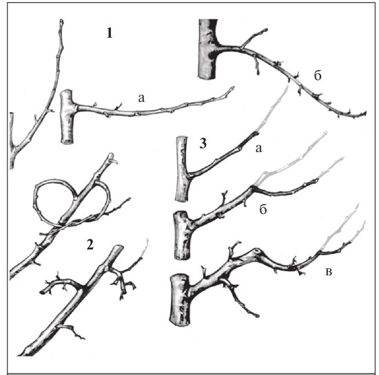 Иллюстрация к книге — Формирование и обрезка садовых деревьев [i_212.jpg]