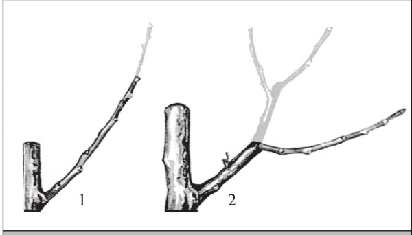 Иллюстрация к книге — Формирование и обрезка садовых деревьев [i_214.jpg]