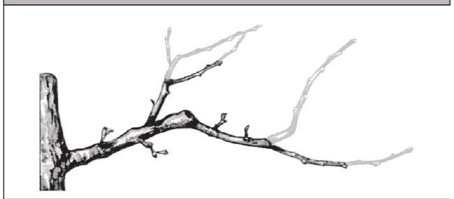 Иллюстрация к книге — Формирование и обрезка садовых деревьев [i_216.jpg]