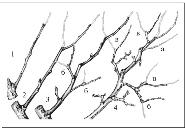 Иллюстрация к книге — Формирование и обрезка садовых деревьев [i_218.jpg]