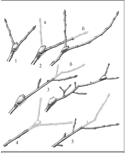 Иллюстрация к книге — Формирование и обрезка садовых деревьев [i_219.jpg]
