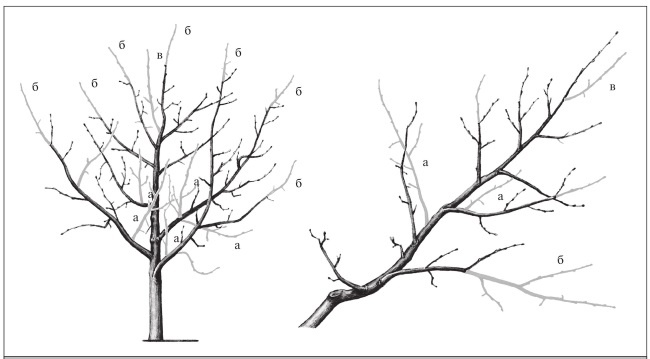 Иллюстрация к книге — Формирование и обрезка садовых деревьев [i_221.jpg]