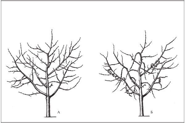 Иллюстрация к книге — Формирование и обрезка садовых деревьев [i_222.jpg]