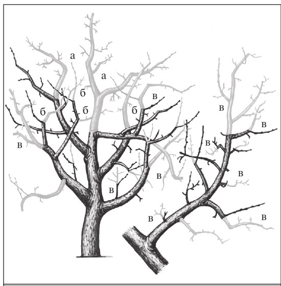 Иллюстрация к книге — Формирование и обрезка садовых деревьев [i_224.jpg]