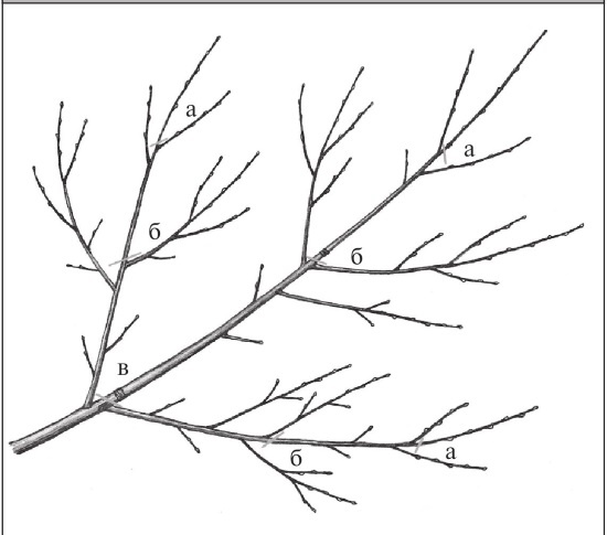 Иллюстрация к книге — Формирование и обрезка садовых деревьев [i_225.jpg]