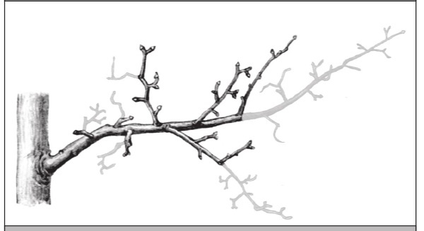 Иллюстрация к книге — Формирование и обрезка садовых деревьев [i_228.jpg]