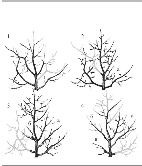 Иллюстрация к книге — Формирование и обрезка садовых деревьев [i_230.jpg]