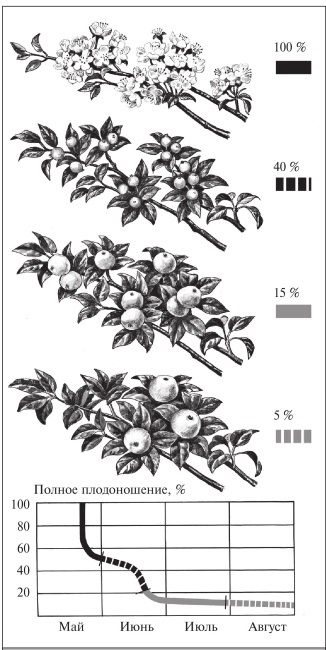 Иллюстрация к книге — Формирование и обрезка садовых деревьев [i_232.jpg]