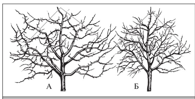 Иллюстрация к книге — Формирование и обрезка садовых деревьев [i_233.jpg]