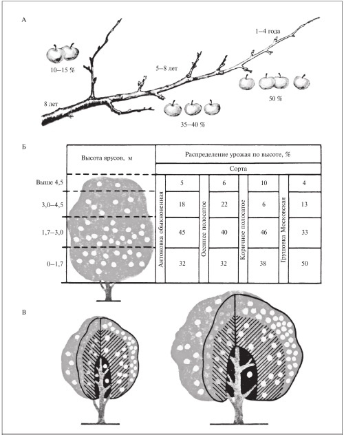 Иллюстрация к книге — Формирование и обрезка садовых деревьев [i_237.jpg]
