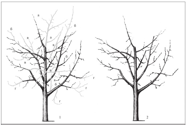 Иллюстрация к книге — Формирование и обрезка садовых деревьев [i_238.jpg]