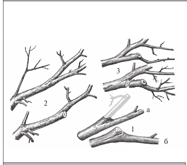Иллюстрация к книге — Формирование и обрезка садовых деревьев [i_239.jpg]