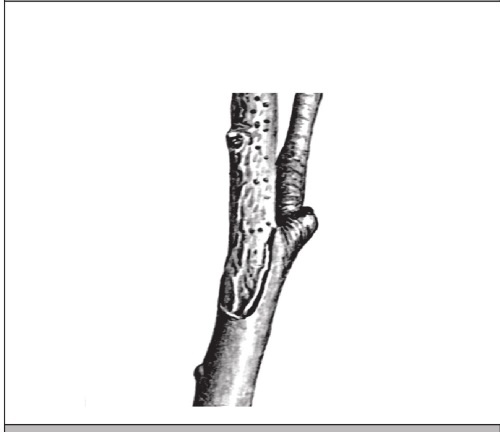 Иллюстрация к книге — Формирование и обрезка садовых деревьев [i_243.jpg]