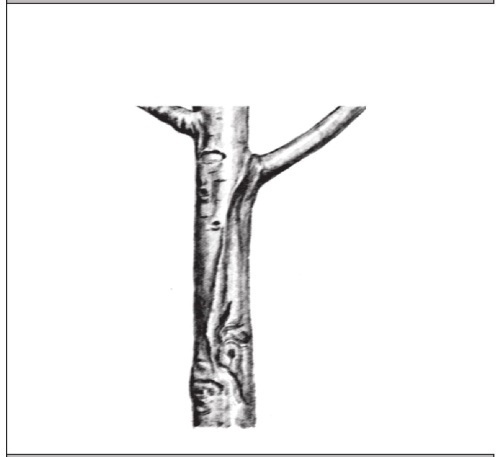 Иллюстрация к книге — Формирование и обрезка садовых деревьев [i_244.jpg]