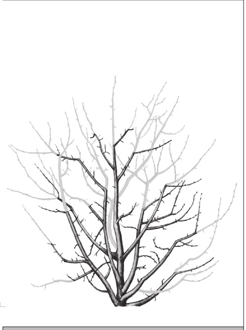 Иллюстрация к книге — Формирование и обрезка садовых деревьев [i_246.jpg]