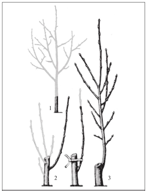 Иллюстрация к книге — Формирование и обрезка садовых деревьев [i_247.jpg]