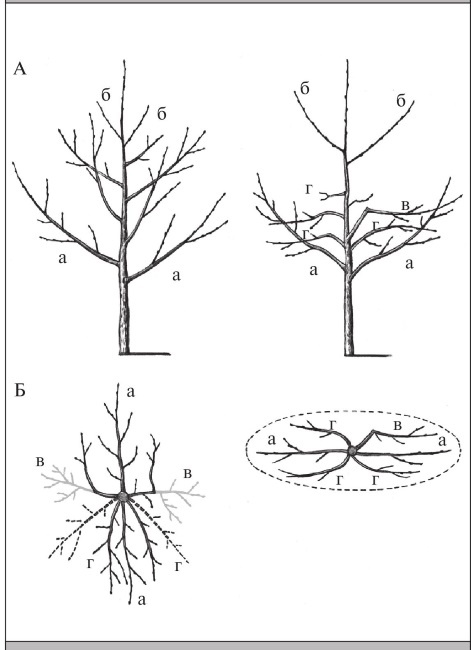 Иллюстрация к книге — Формирование и обрезка садовых деревьев [i_251.jpg]